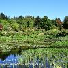 Glenwhan Lily Pond 1  Limited Print of 5 Mount Size A4 20x16 16x12