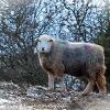 Herdy Winter Coat  Limited Print of 5 Mount Sizes 20x16 16x12 A4