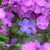 Single Cranesbill   Limited Print of 5  Mount Sizes 20x16 16x12 A4