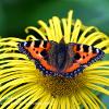 Tortoiseshell on Helenium  Limited Print of 5  Mount Sizes 20x16 16x12 A4