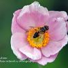 Anemone and Bee  Limited Print of 5  Mount Sizes 20x16 16x12 A4