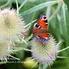 Common Teasels with Peacock  Limited Print of 5  Mount Sizes 20x16 16x12 A4