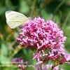 Green Veined White on Valerian  Limited Print of 5  Mount Sizes 20x16 16x12 A4