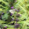 Large White on Black Horehound   Limited Print of 5  Mount Sizes 20x16 16x12 A4