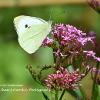 Large white on Valerian  Limited Print of 5  Mount Sizes 20x16 16x12 A4