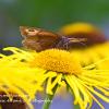 Meadow Brown on Helenium  Limited Print of 5  Mount Sizes 20x16 16x12 A4