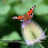 Peacock on Common Teasel  Limited Print of 5  Mount Sizes 20x16 16x12 A4