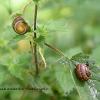 Snail Pair   Limited Print of 5  Mount Sizes 20x16 16x12 A4