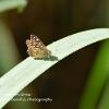 Speckled Wood Upper on Grass  Limited Print of 5  Mount Sizes 20x16 16x12 A4