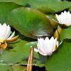 Waterlily Trio   Limited Print of 5  Mount Sizes 20x16 16x12 A4