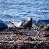 Lookout - Port Gordon Seal  Limited Print of 5 Mount Sizes 20x16 16x12 A4