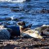 On Watch - Portgordon Seal  Limited Print of 5 Mount Sizes 20x16 16x12 A4