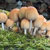 Coprinellus Micaceus   Limited Print of 5 A4 16x12 20x16