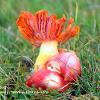 Splendid Waxcap   Limited Print of 5 A4 16x12 20x16