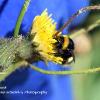 Bee on Hawkweed   Limited Print of 5 A4 16x12 20x16