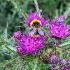 Bee on Thistle   Limited Print of 5 A4 16x12 20x16