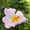 Pale Pink Wild Rose   Limited Print of 5 A4 16x12 20x16