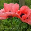 Pink Poppies  Limited Print of 5 A4 16x12 20x16