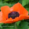 Sole Poppy     Limited Print of 5 A4 16x12 20x16