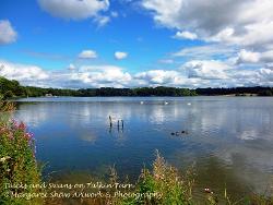 Ducks & Swans on Talkin Tarn